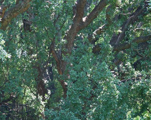 Ficus Salicifolia Tree