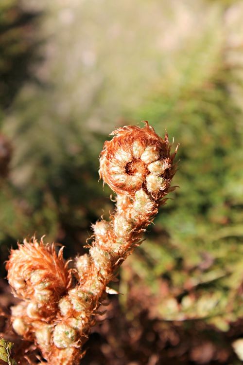 fiddlehead fern vessel sporenpflanze