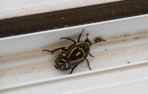 fiddler beetle  insect  black