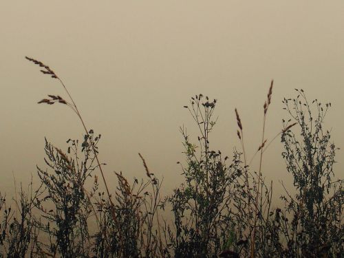 field autumn nature