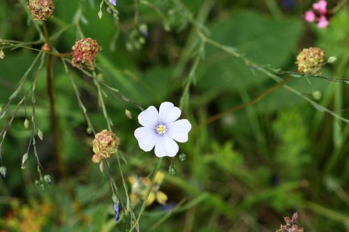 field meadow grass