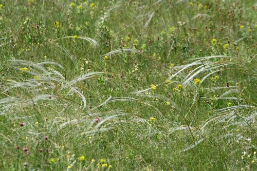 field meadow grass