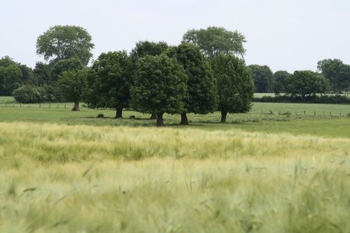 field tree landscape