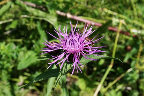 field meadow flower flower