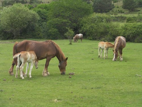 field horses animals