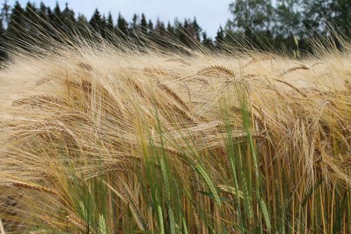 field grain summer