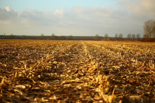 field arable corn