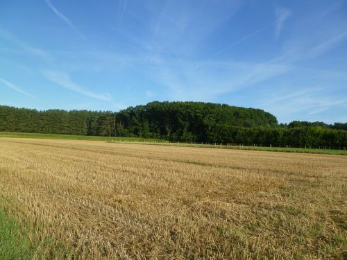 field meadow trees