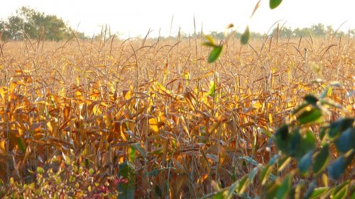 field but sunny agriculture