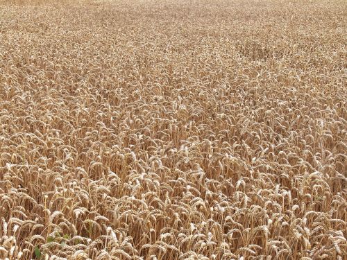 field wheat wheat field