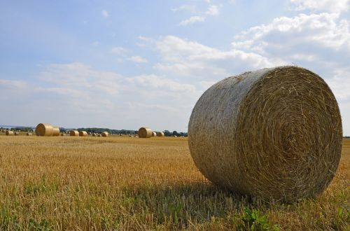 field harvest round bales