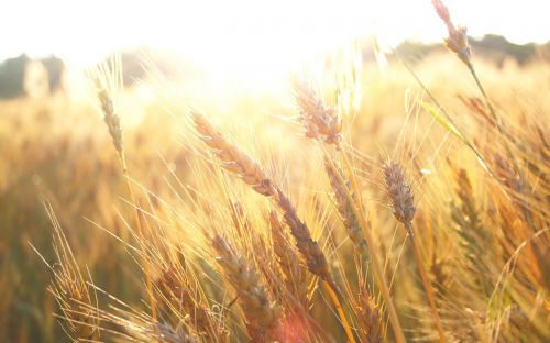 field wheatfield sunrise