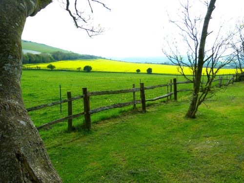 field meadow oilseed rape