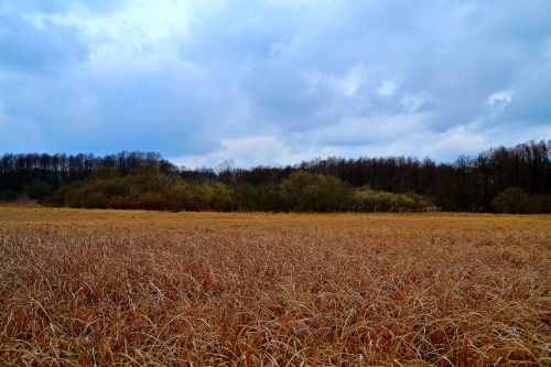 field meadow clouds