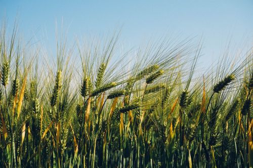 field agriculture wheat