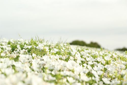 field flowers landscape