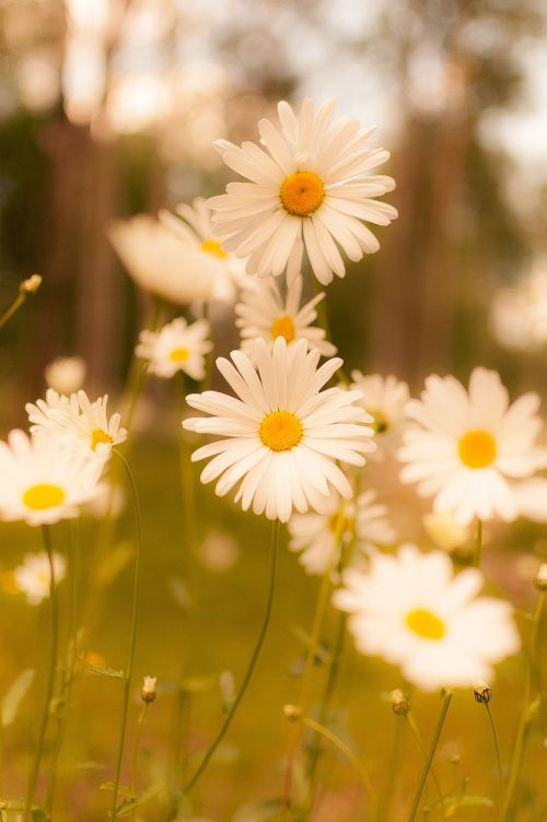 field summer plant