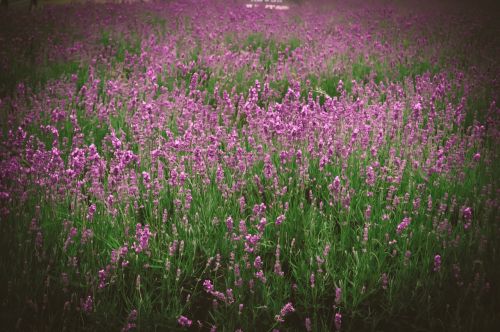field grass wildflowers