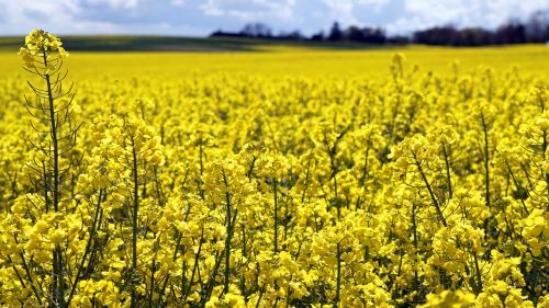 field yellow summer