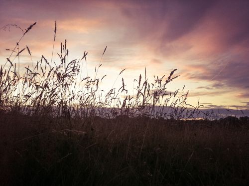 field sunset summer