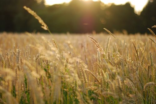 field sundown beautiful