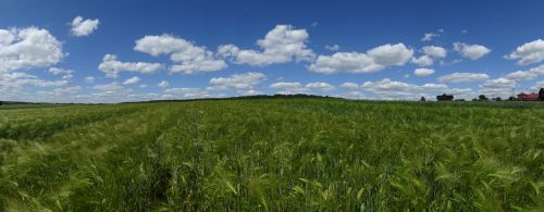 field landscape village