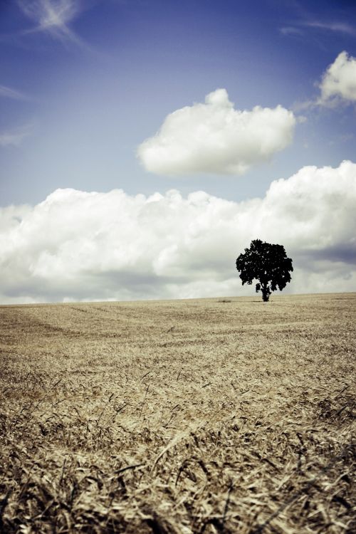 field wheat cereals