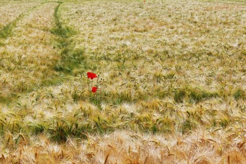 field barley field gersten