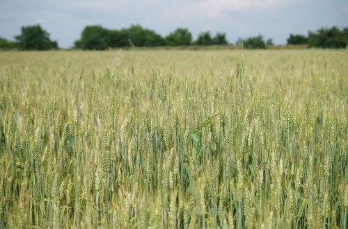 field barley bread