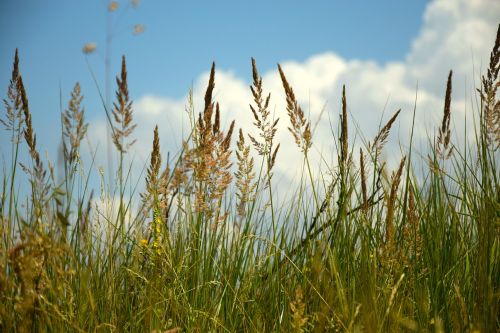 field wheatfield эeleno