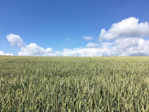 field clouds sky