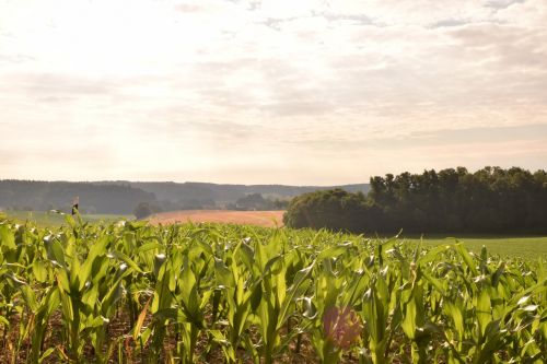 field cornfield agriculture