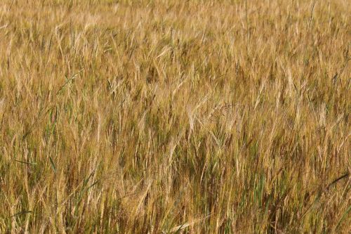 field barley arable