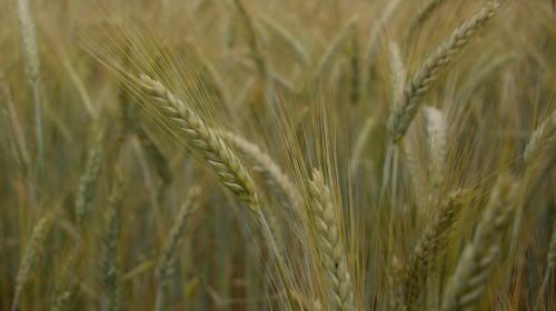 field wheat ears