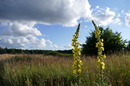 field nature landscape