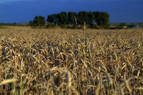field fields corn