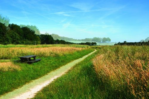 field meadow grass