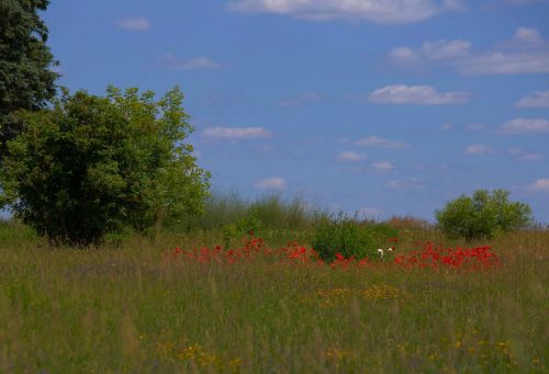 field flowers sky