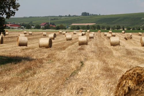 field hay bales arable