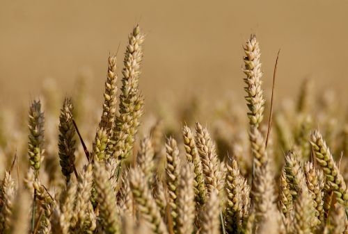field grain arable