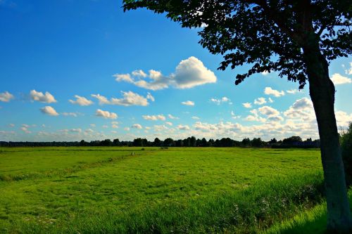 field meadow grass