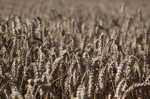 field cereals wheat