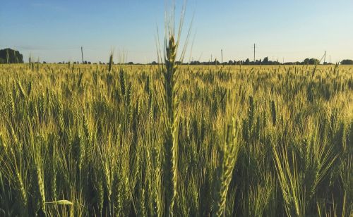 field wheat spring