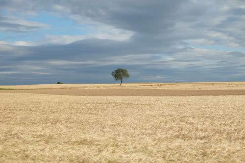 field summer nature