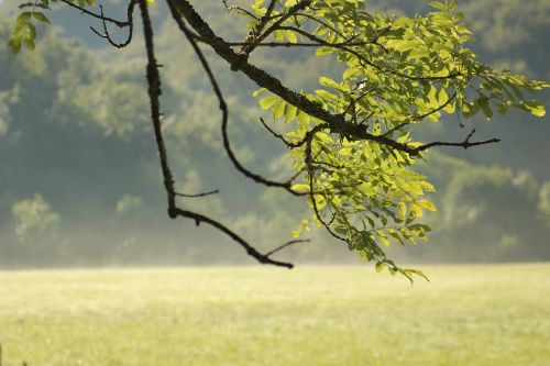 field leaf mist