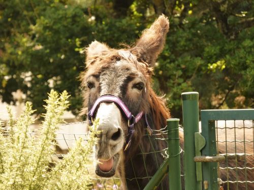 field pre donkeys