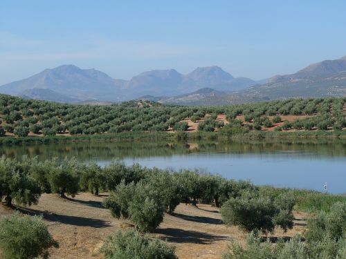 field olive trees lake