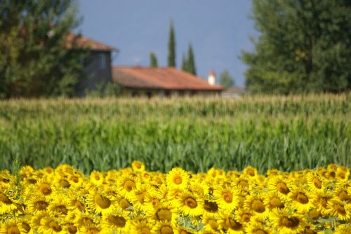 field sunflowers flowers