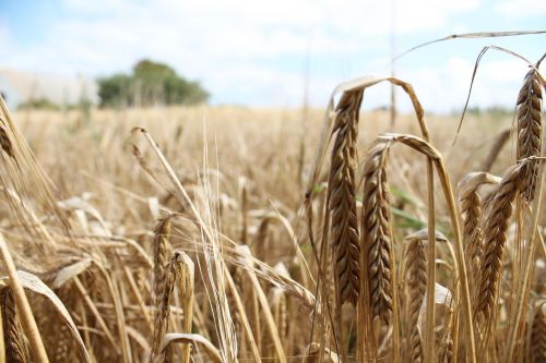 wheat field harvest
