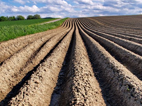 field arable agriculture